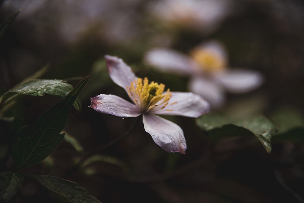 white and yellow flower in tilt shift lens