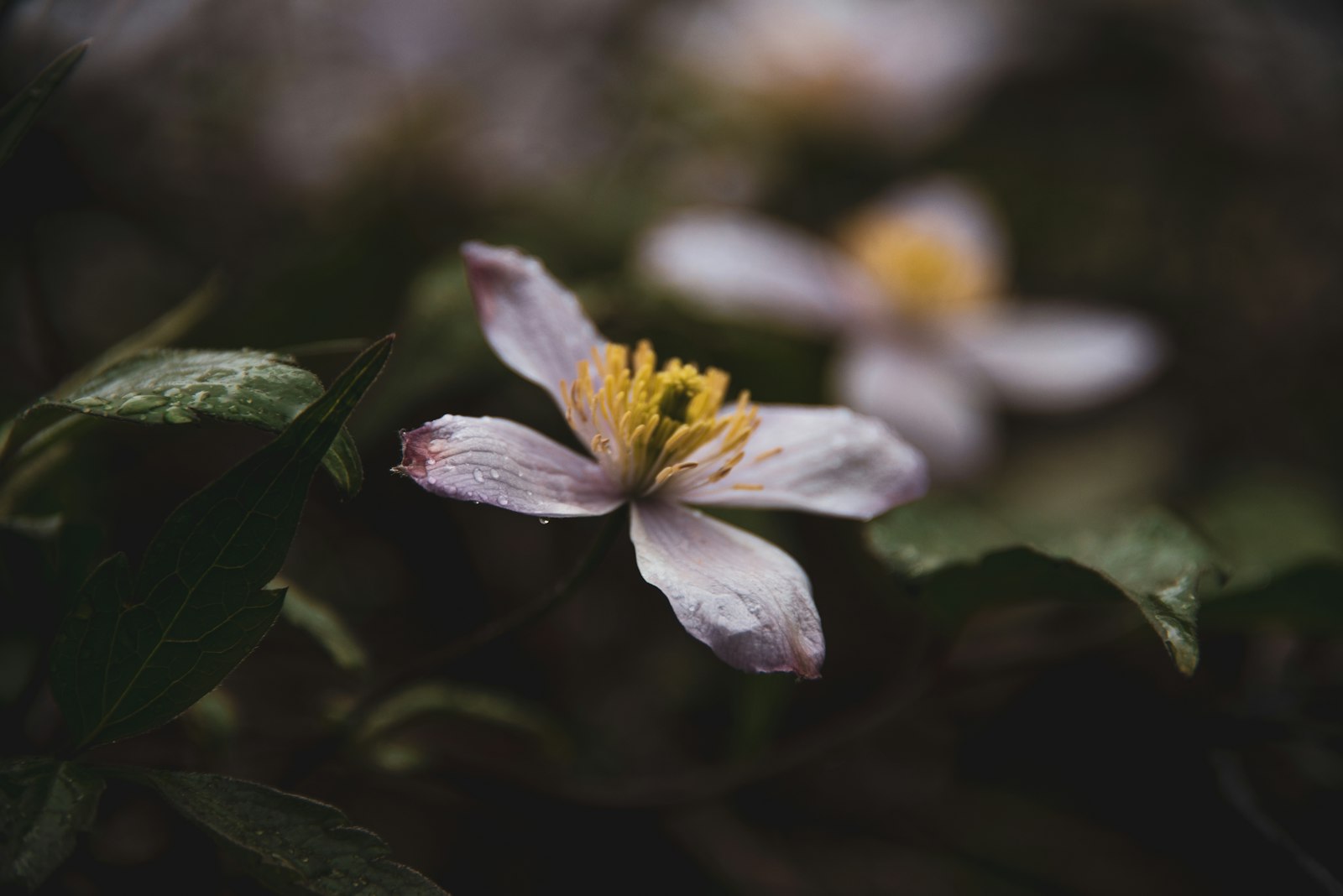 Nikon D750 + Nikon AF-S Nikkor 28-300mm F3.5-5.6G ED VR sample photo. White and yellow flower photography