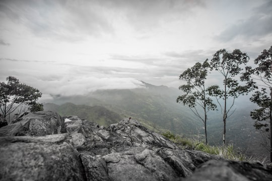 green tree on gray rocky mountain under white cloudy sky during daytime in Ella Sri Lanka