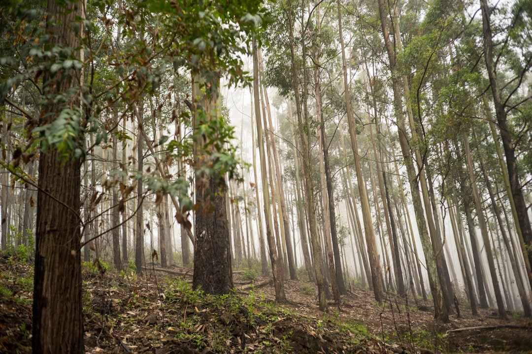 Forest photo spot Ella Nuwara Eliya