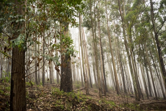 green trees on forest during daytime in Ella Sri Lanka