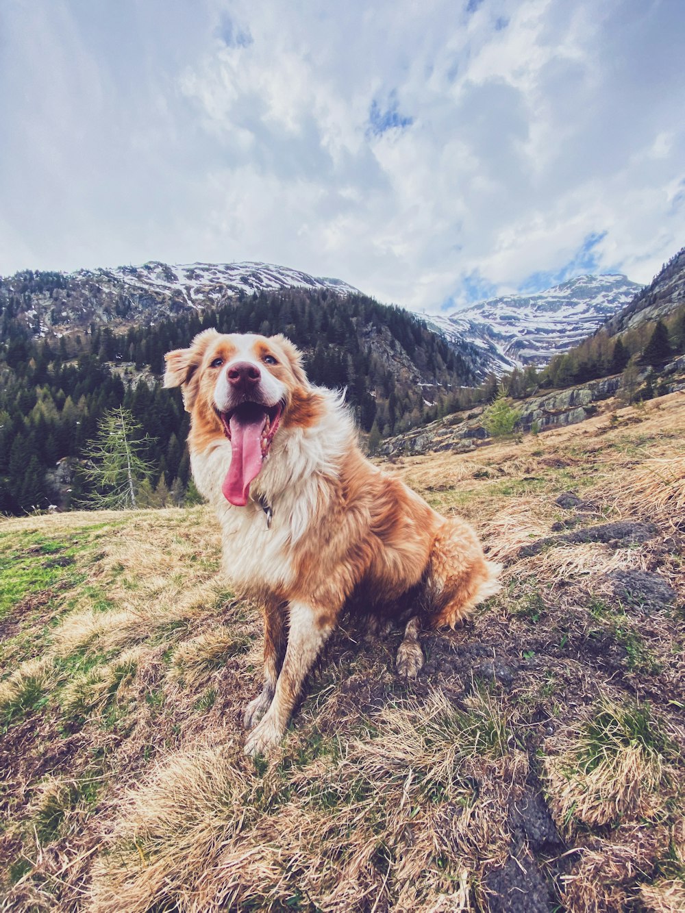 brown and white long coated dog on green grass field during daytime