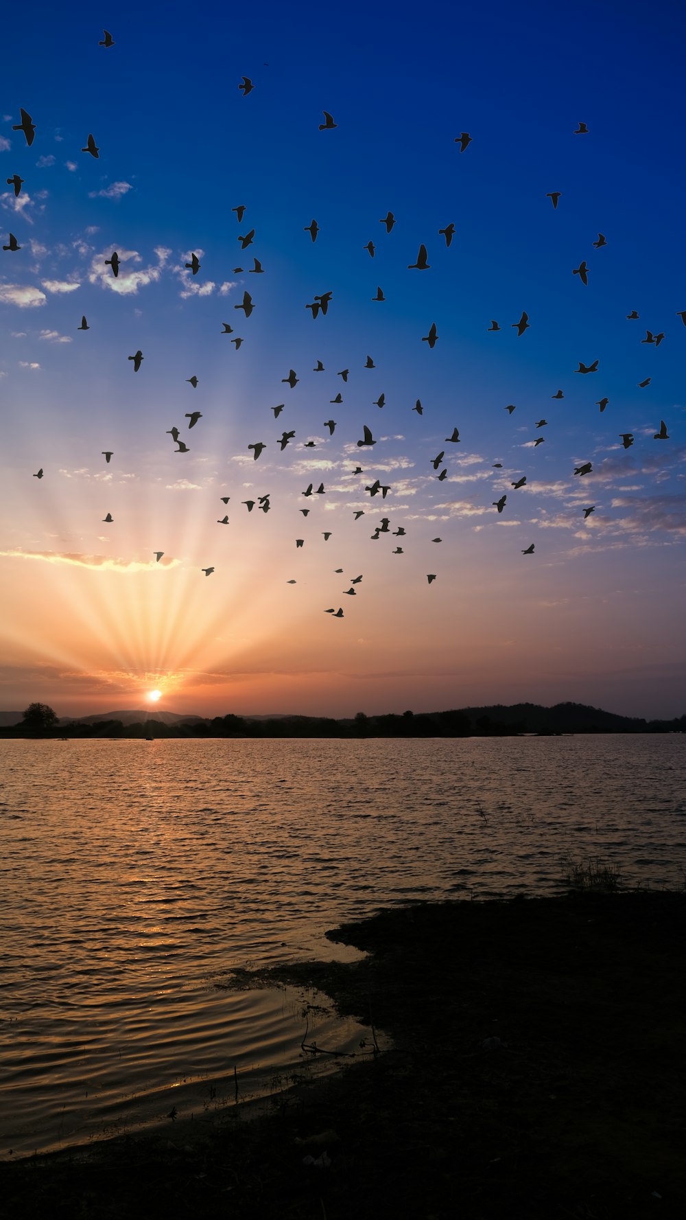 silhouette of birds flying over the sea during sunset