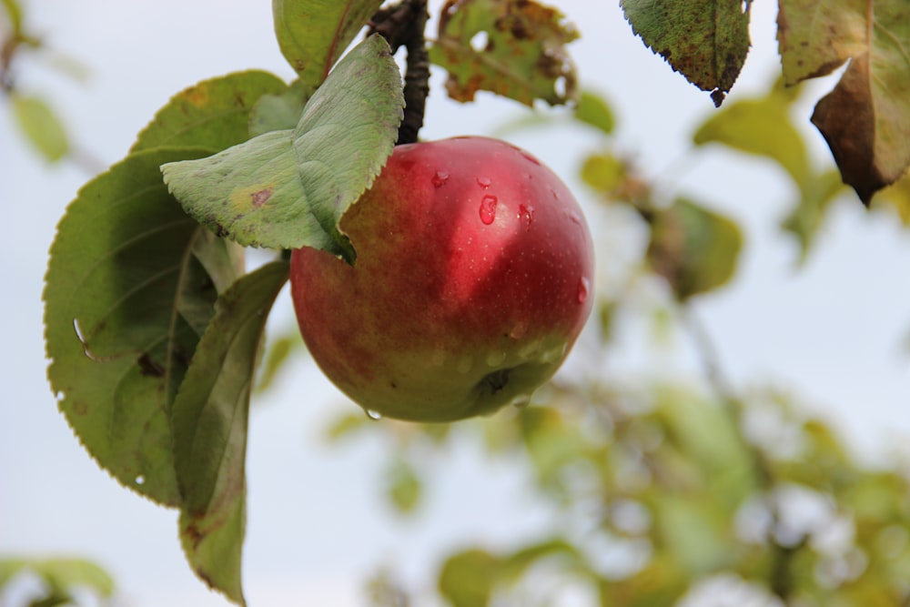 red apple fruit in tilt shift lens