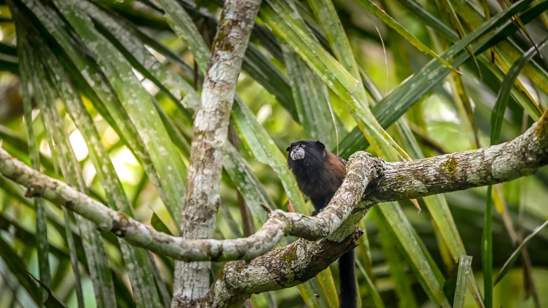 black and brown monkey on tree branch during daytime