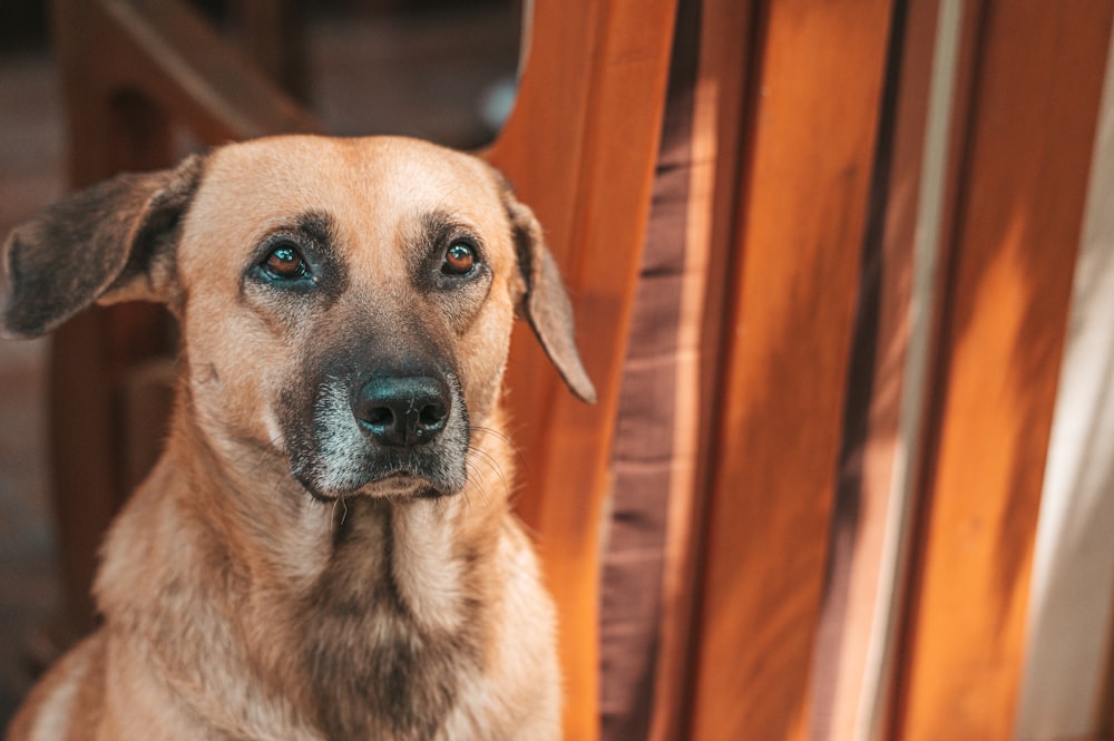 brown short coated dog sitting on brown wooden floor