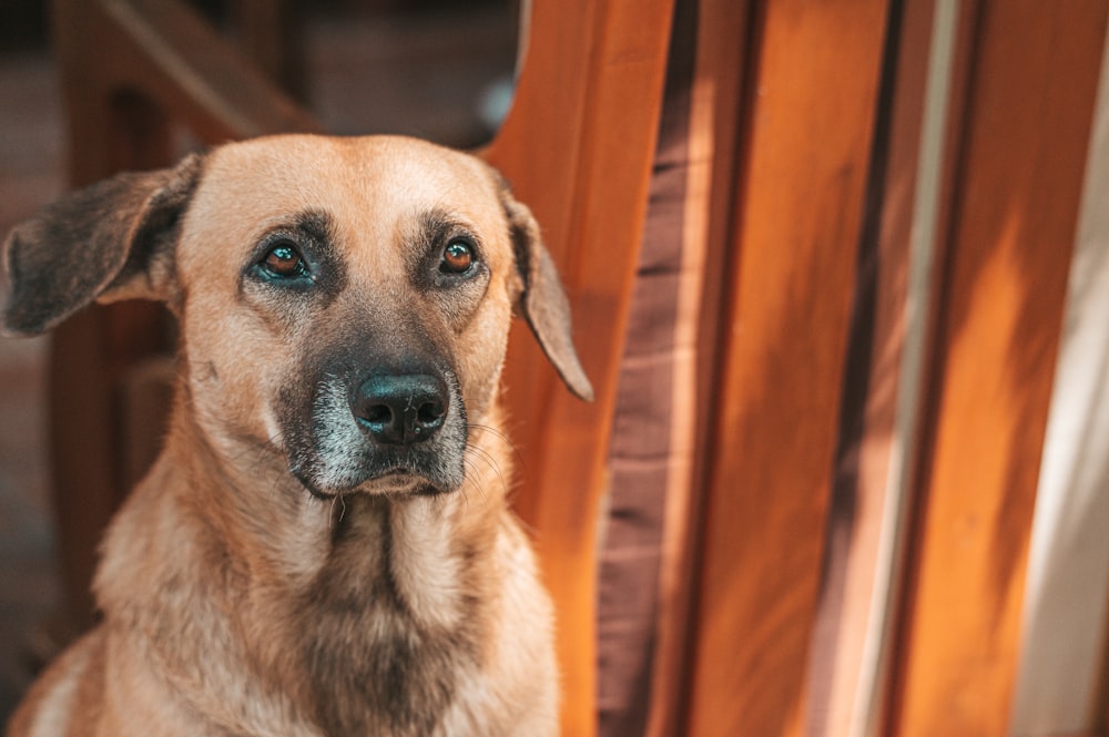 brauner kurzhaariger Hund sitzt auf braunem Holzboden
