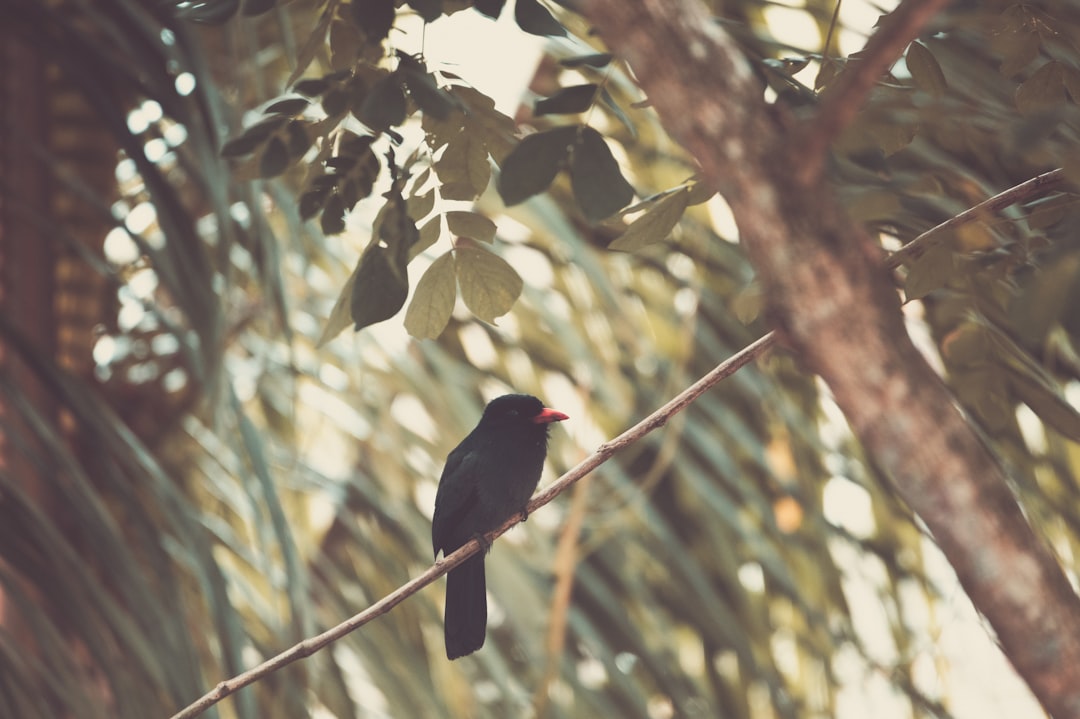 black bird on tree branch during daytime