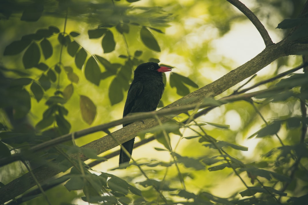 black bird on tree branch during daytime