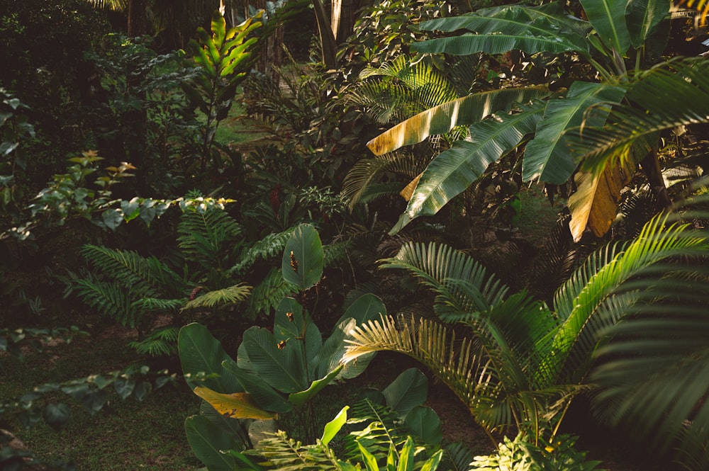 green banana tree during daytime