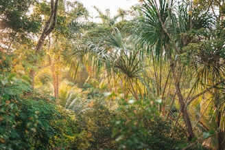 Dense tropical vegetation with various types of trees, particularly palm trees, bathed in warm sunlight. The foliage is lush and verdant, creating a vibrant and calming atmosphere.
