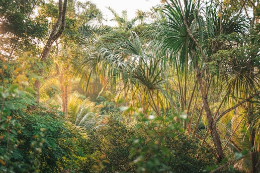 Dense tropical vegetation with various types of trees, particularly palm trees, bathed in warm sunlight. The foliage is lush and verdant, creating a vibrant and calming atmosphere.