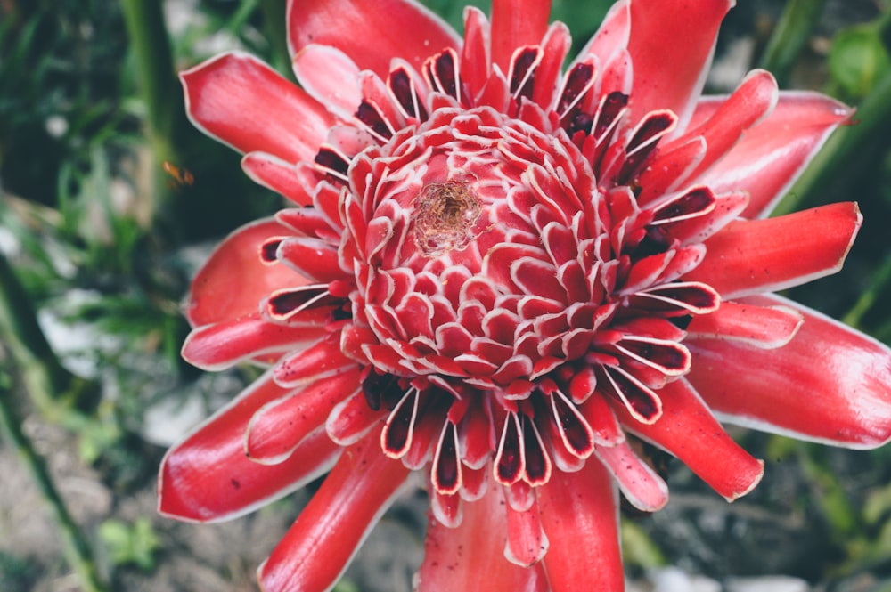 red flower in macro lens photography