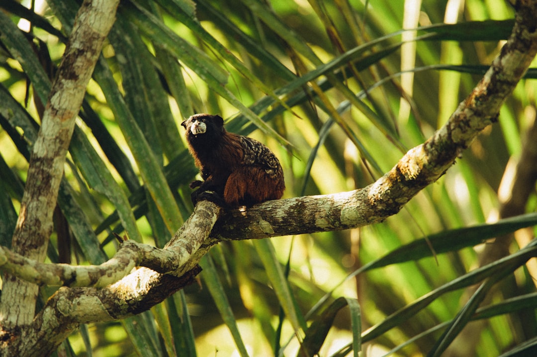 black and brown animal on tree branch
