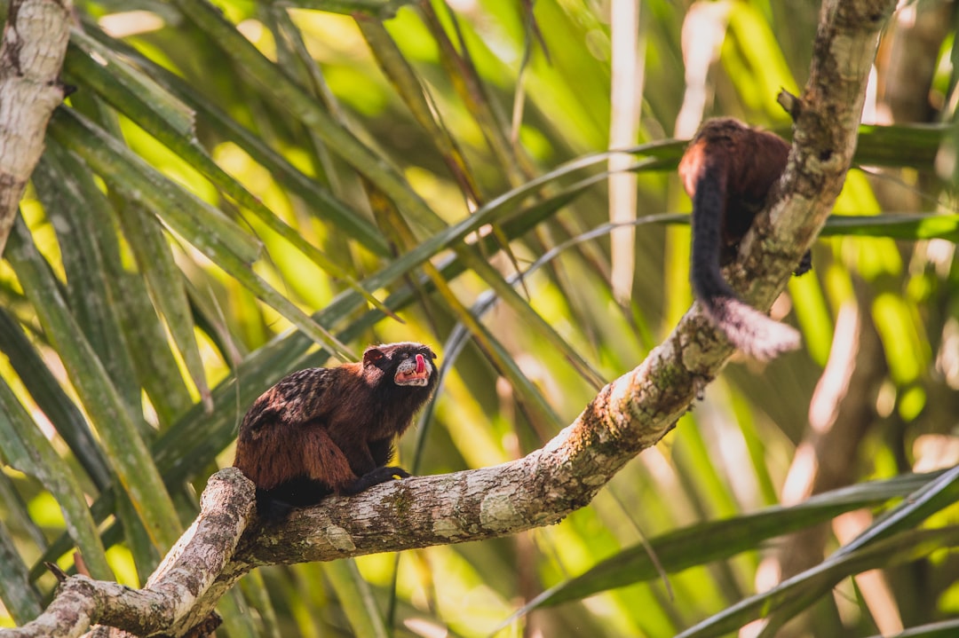 black and brown bird on brown tree branch