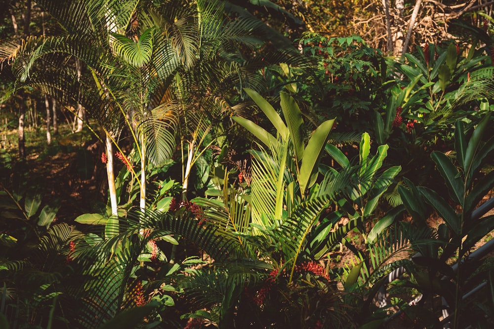 green palm tree during daytime