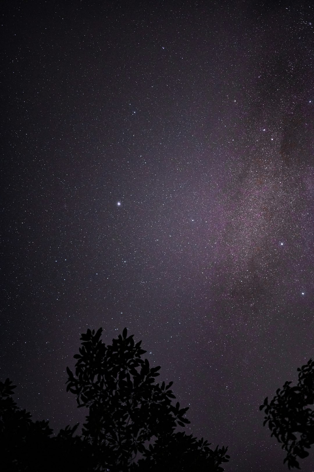 silhouette of trees under starry night