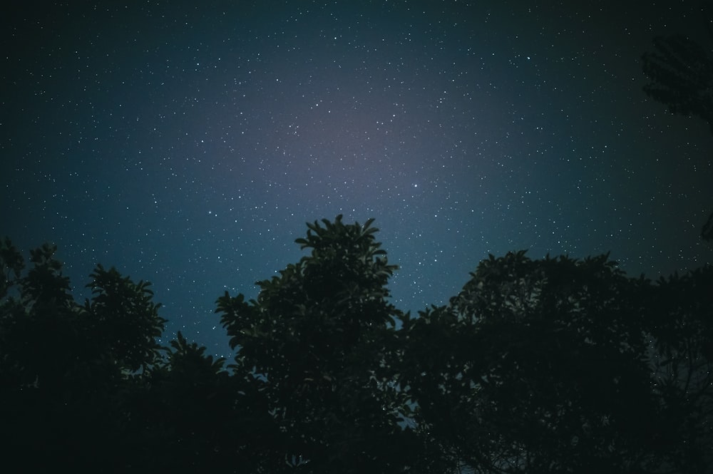 green trees under blue sky during night time