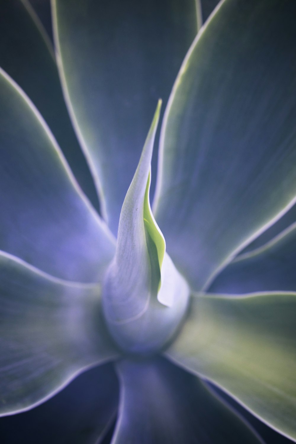 green and white flower in close up photography