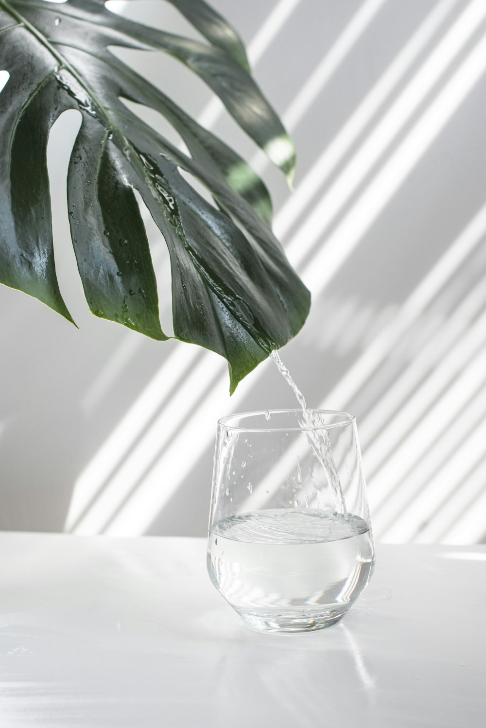 green leaf in clear glass container