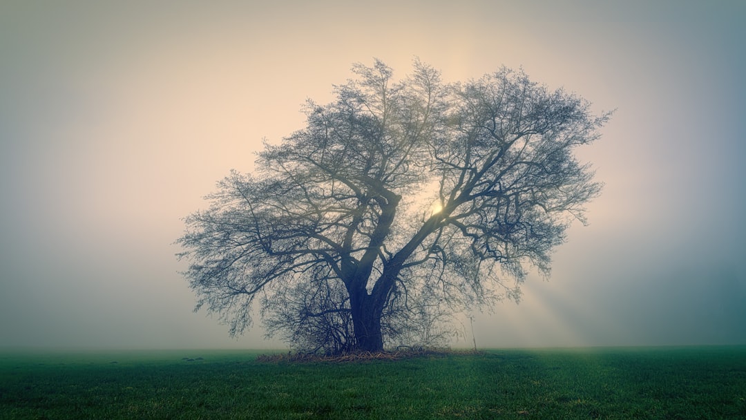 leafless tree on green grass field