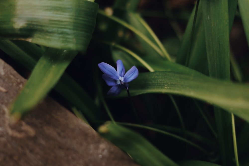 blue flower on brown rock