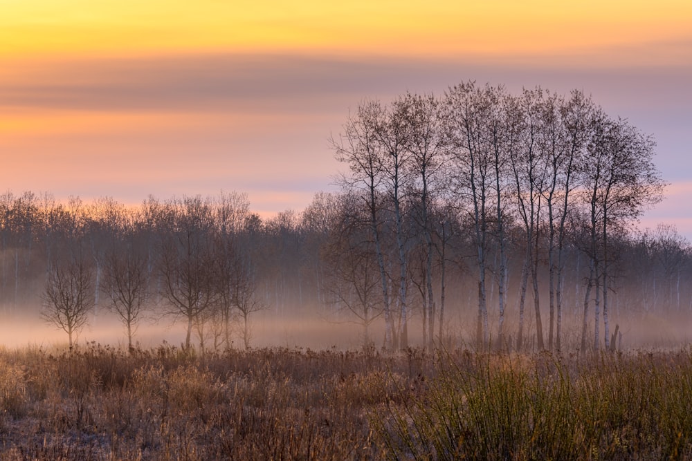 Blattlose Bäume auf braunem Grasfeld bei Sonnenuntergang