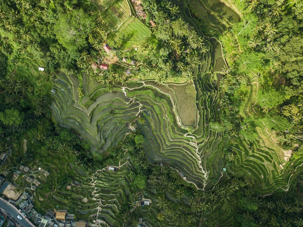 aerial view of green trees and plants