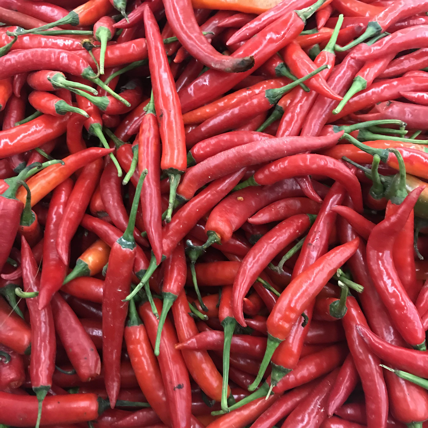 Red Chilli