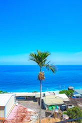 green palm tree near white concrete building during daytime