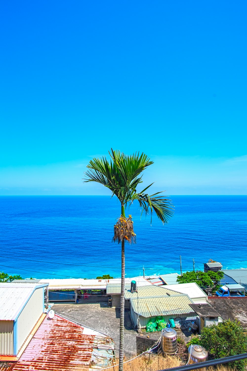 green palm tree near white concrete building during daytime