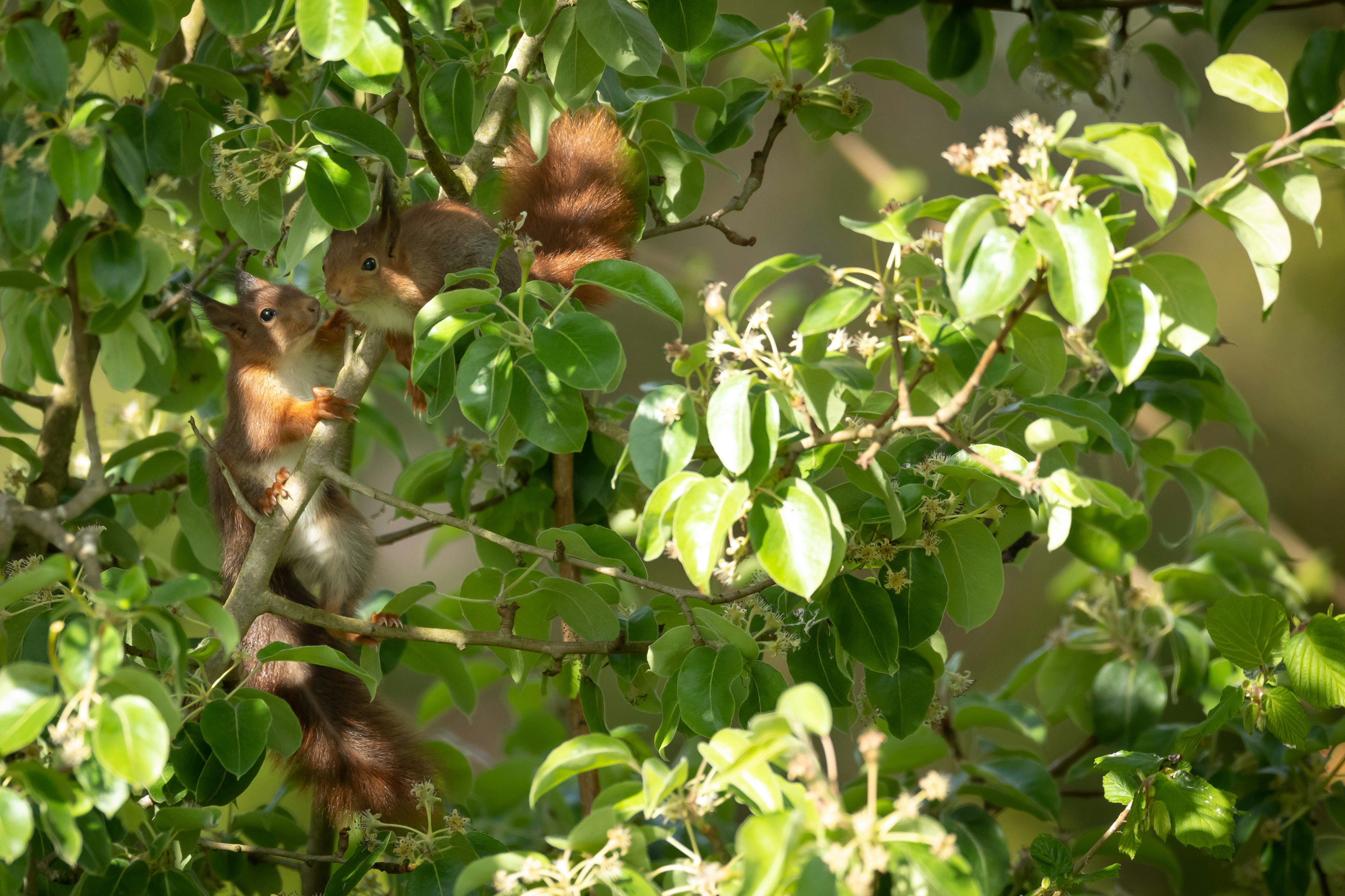 brown squirrel on green tree during daytime