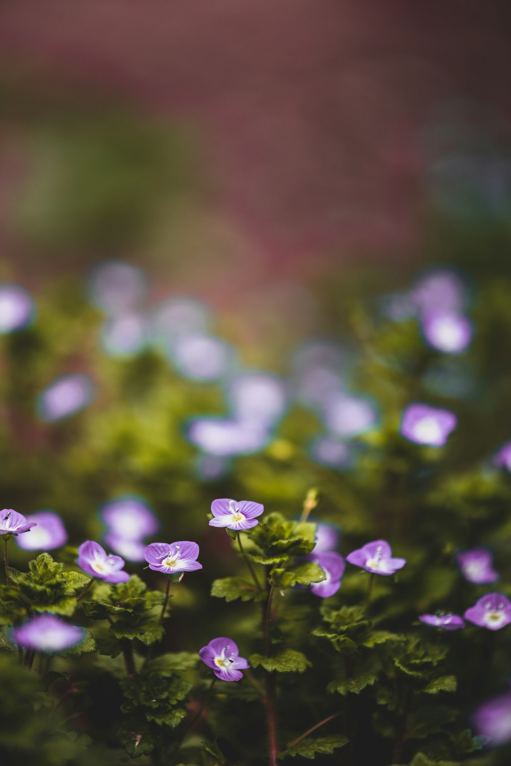 purple flower in tilt shift lens