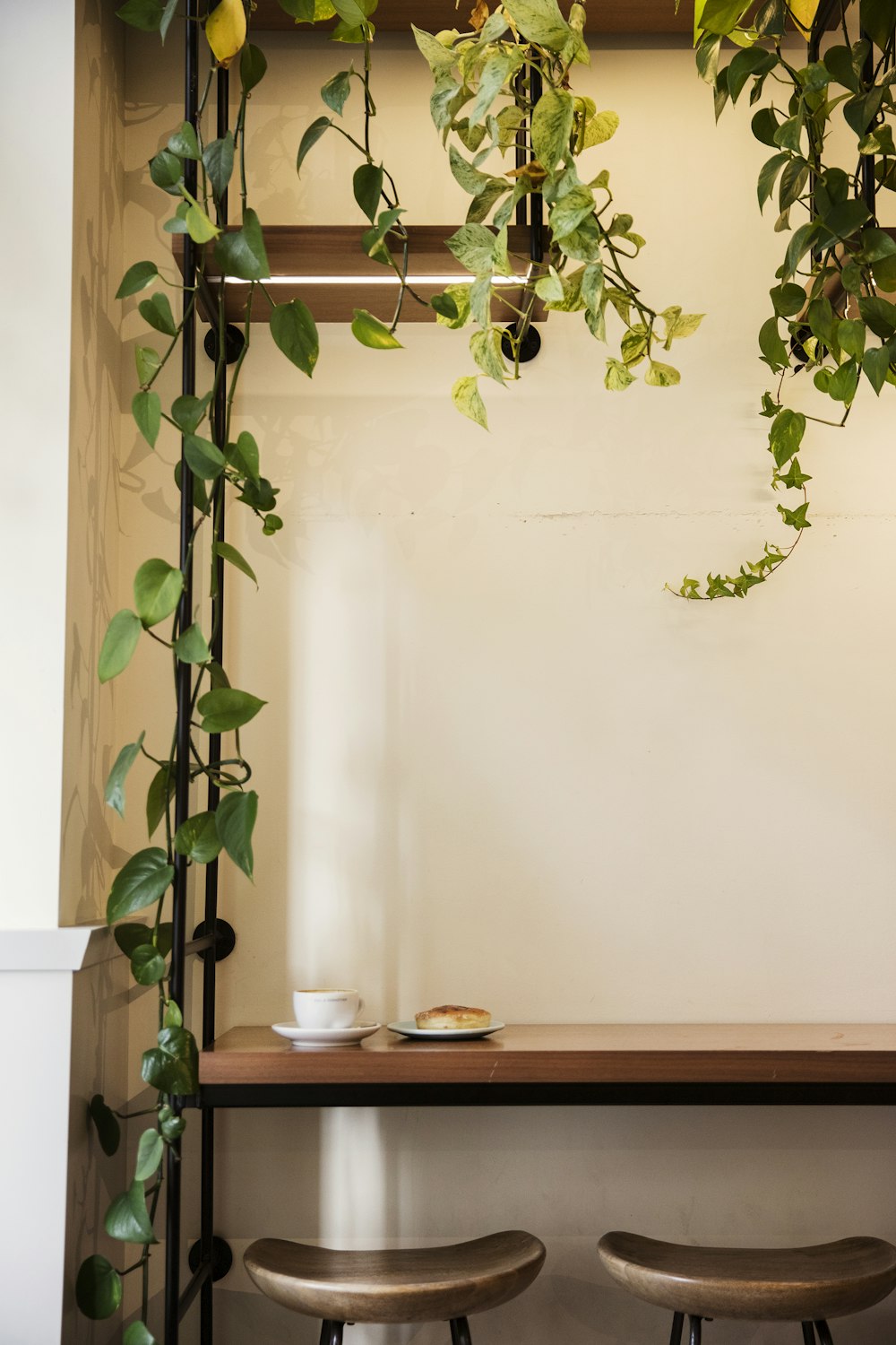 green plant on brown wooden table