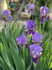 A vibrant display of various iris flowers captured in a beautiful garden setting.