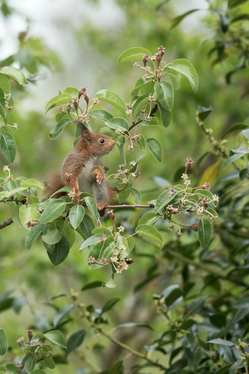 brown squirrel on green tree during daytime