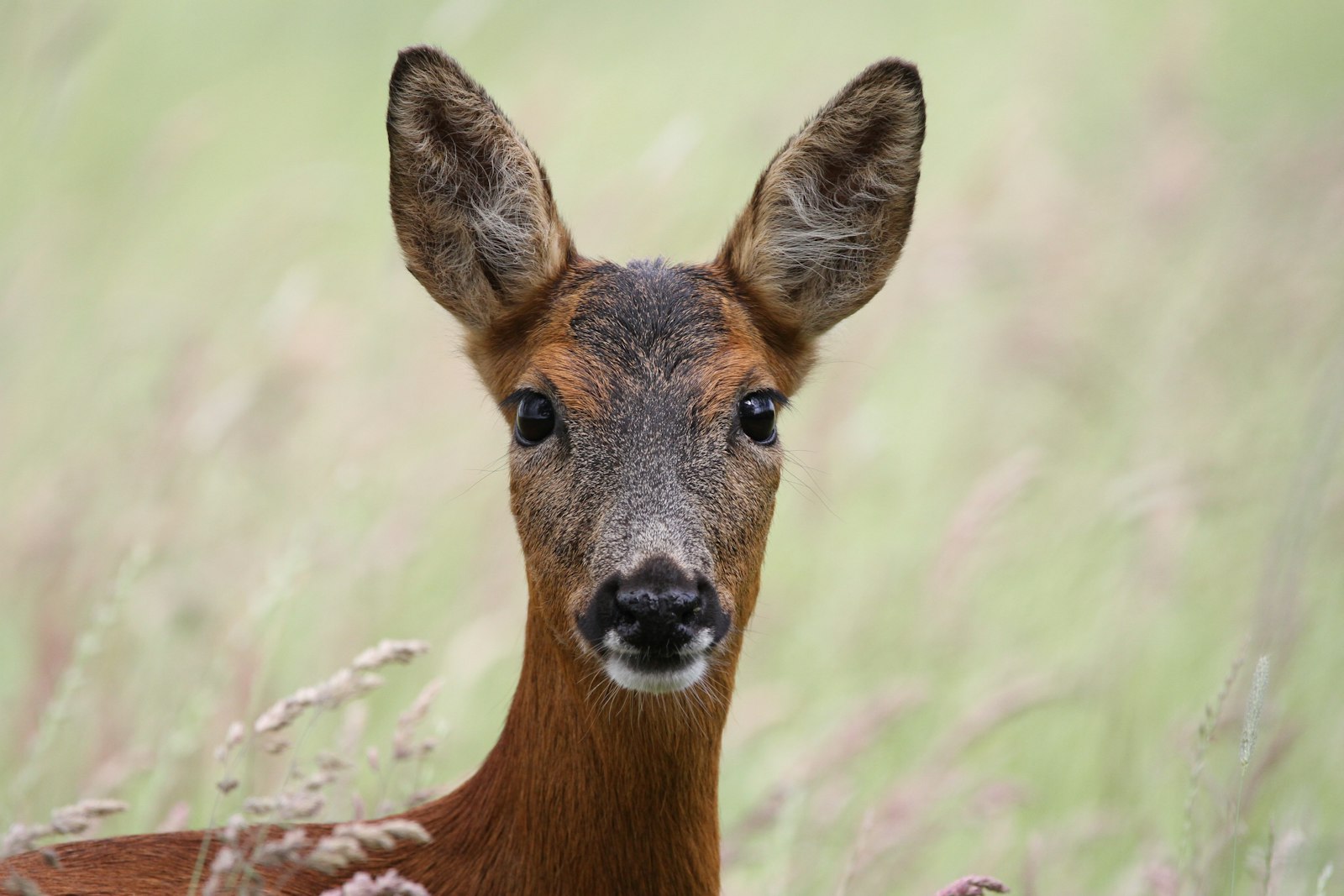 Sigma 150-600mm F5-6.3 DG OS HSM | C sample photo. Brown deer on green photography