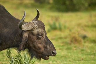 A close-up of a healthy buffalo grazing peacefully in the green pasture at Jakuba Dairy Farm