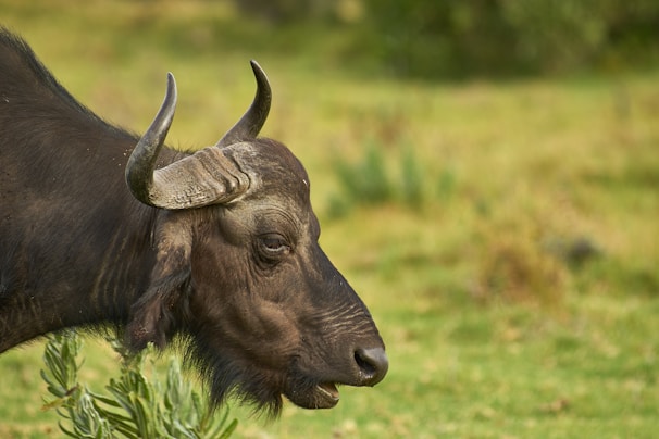 A large buffalo with prominent curved horns is grazing in a verdant grassy landscape. Its dark, coarse hair and sturdy build are visible, with a background of soft-focus foliage.