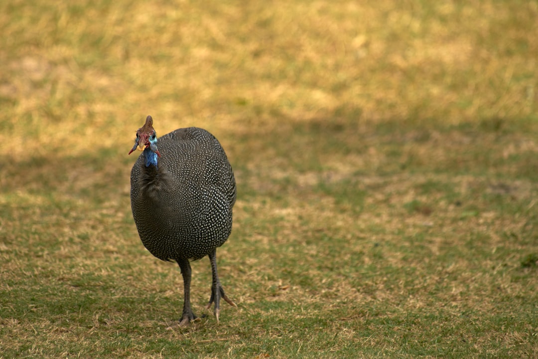 black and white peacock on green grass field during daytime