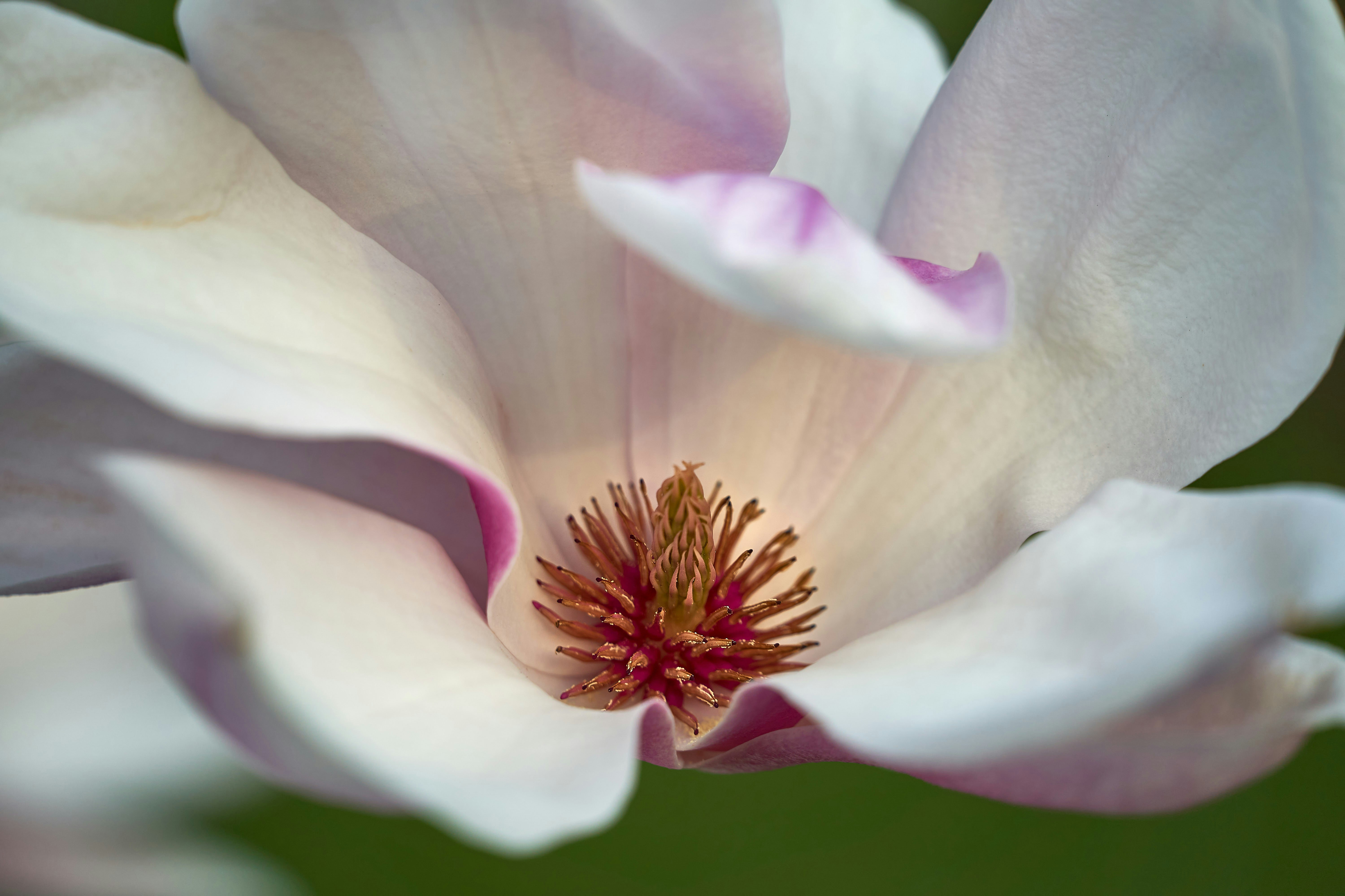 Photo by wolfgang_hasselmann