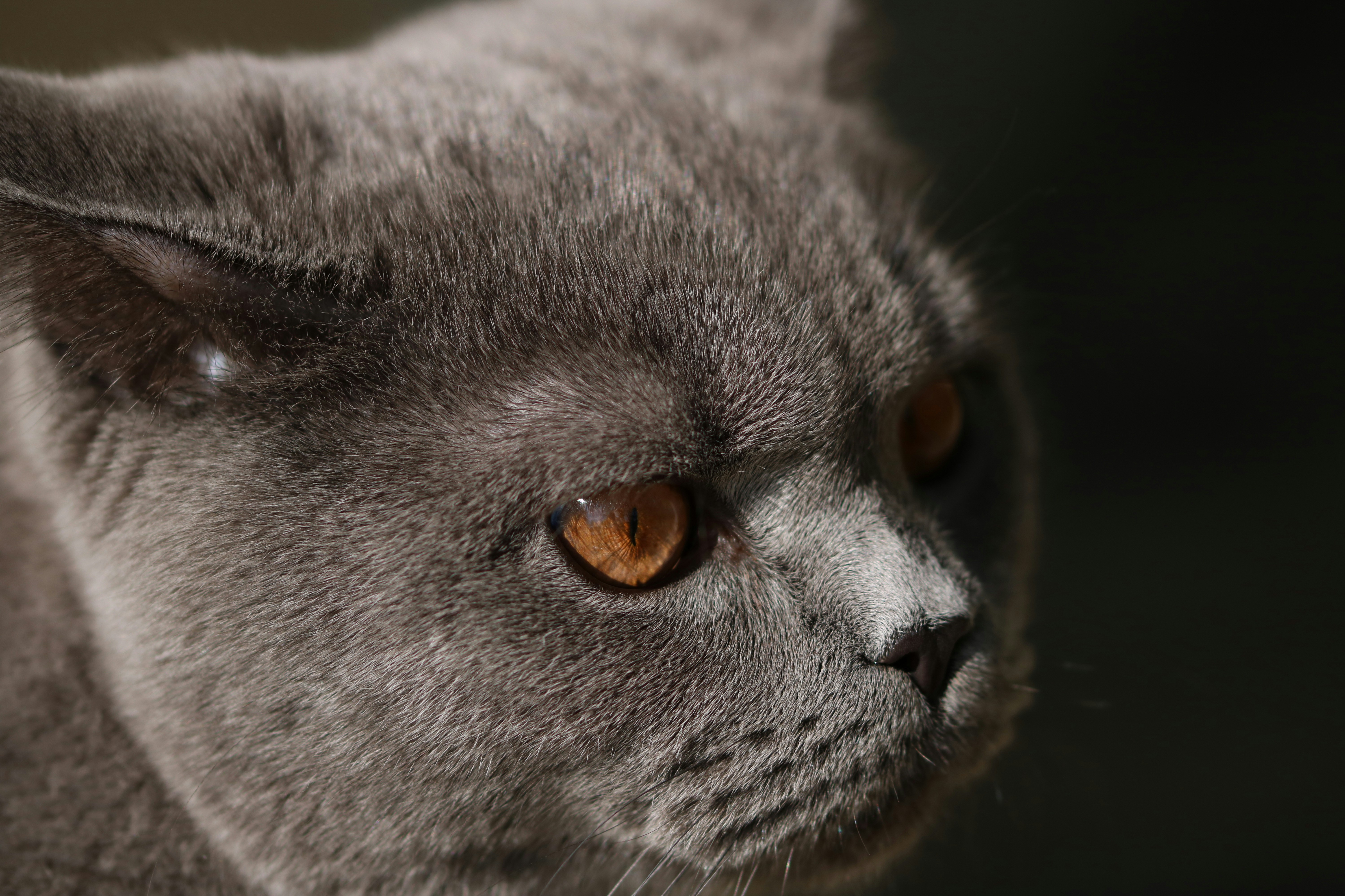 Photo by diemitdemuniontrikot