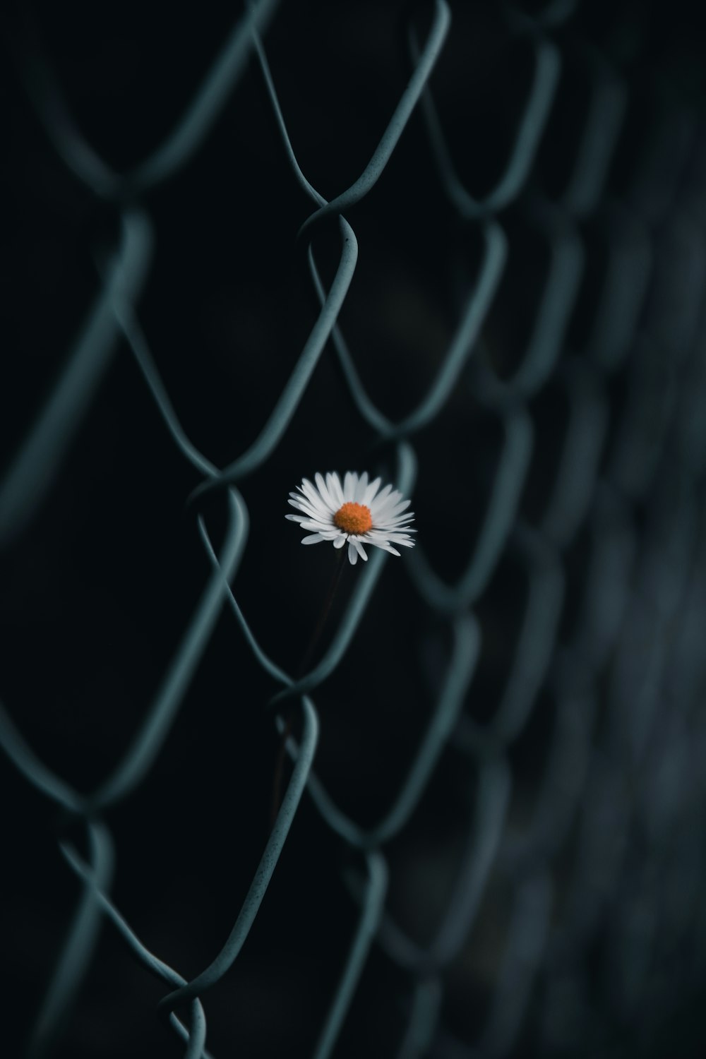 white and yellow flower on gray metal fence