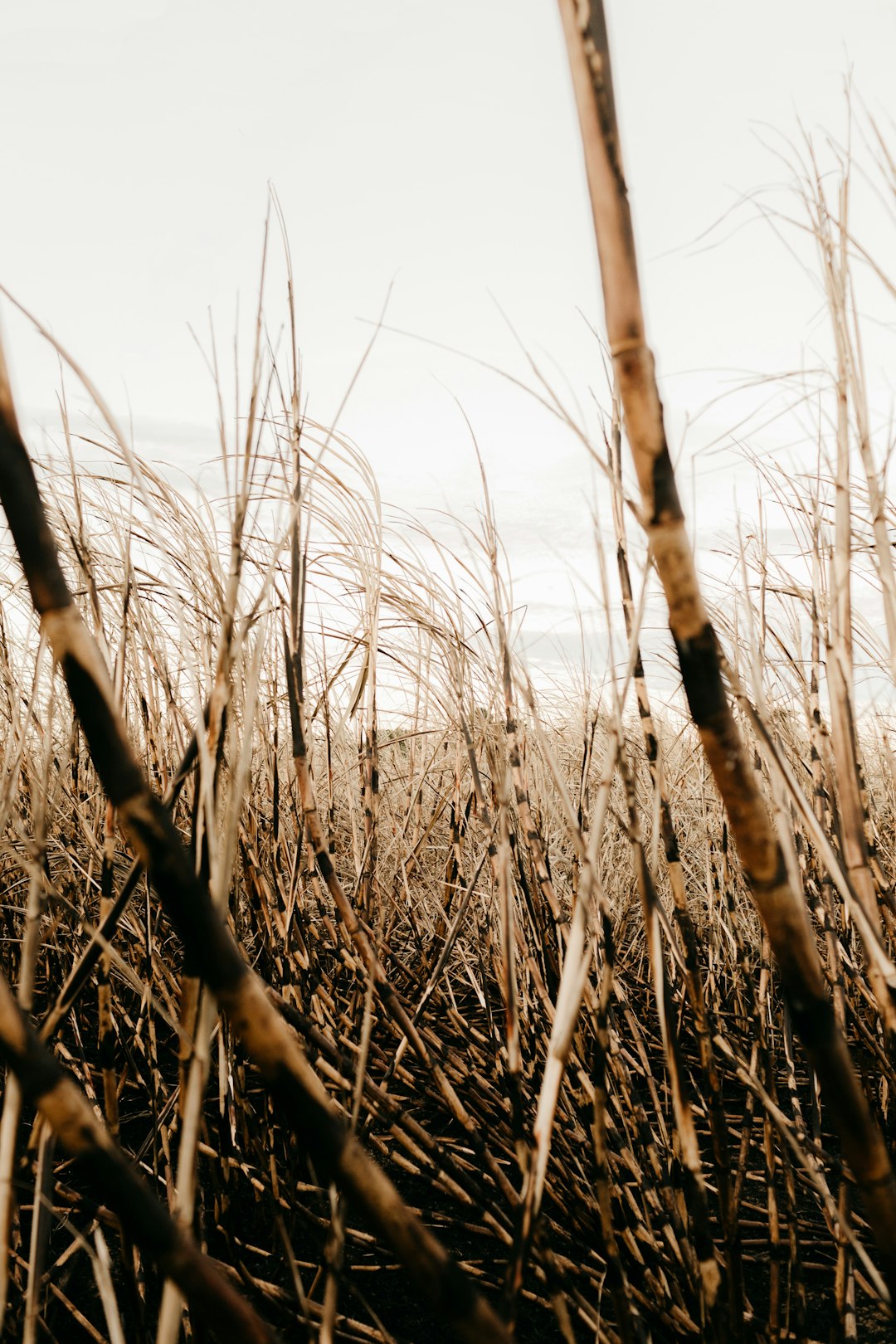 brown grass field during daytime