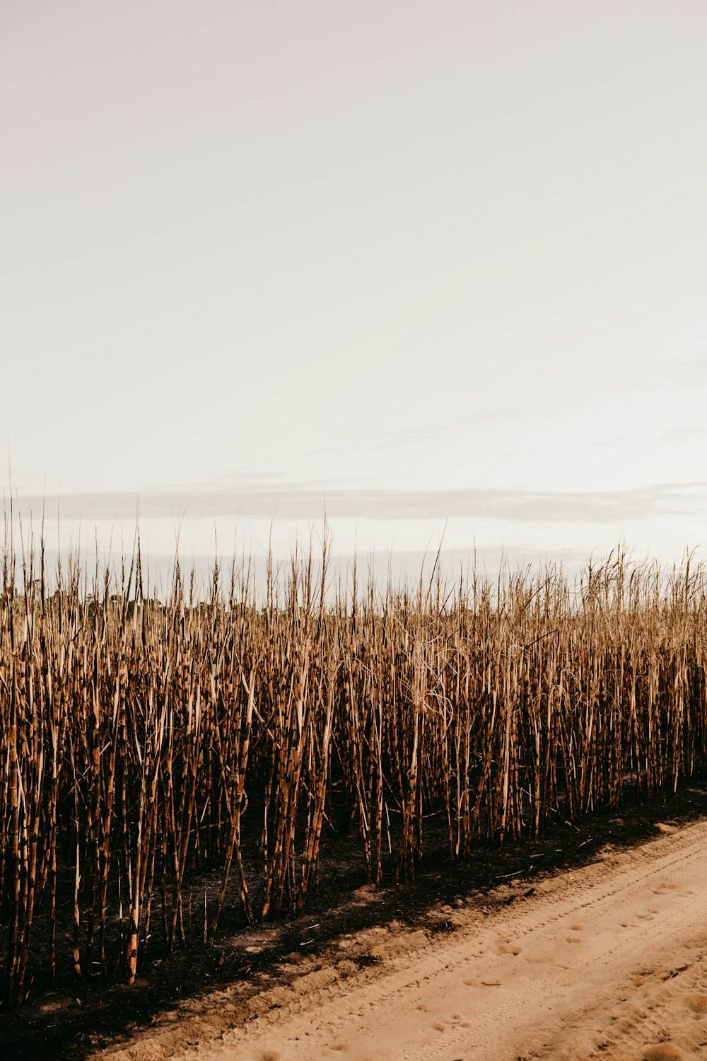 brown grass field near body of water during daytime