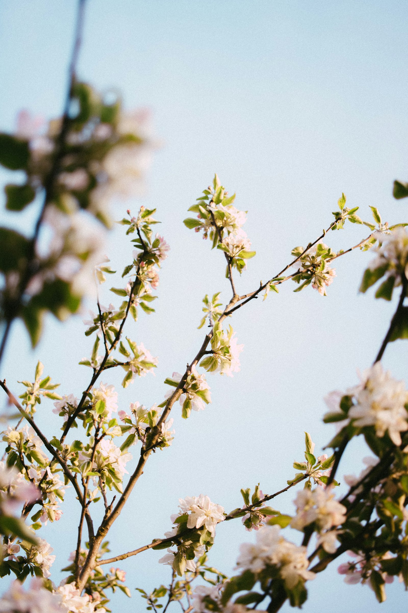 Canon EF-S 35mm F2.8 Macro IS STM sample photo. White flowers with green photography