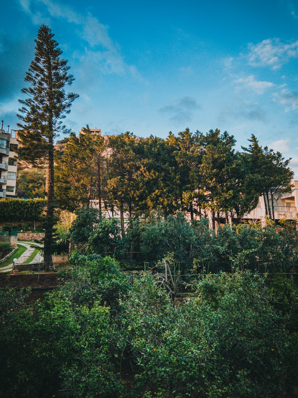 una vista di un edificio attraverso gli alberi