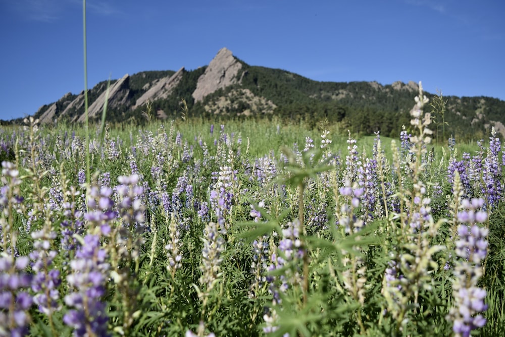 purple flower field near mountain under blue sky during daytime