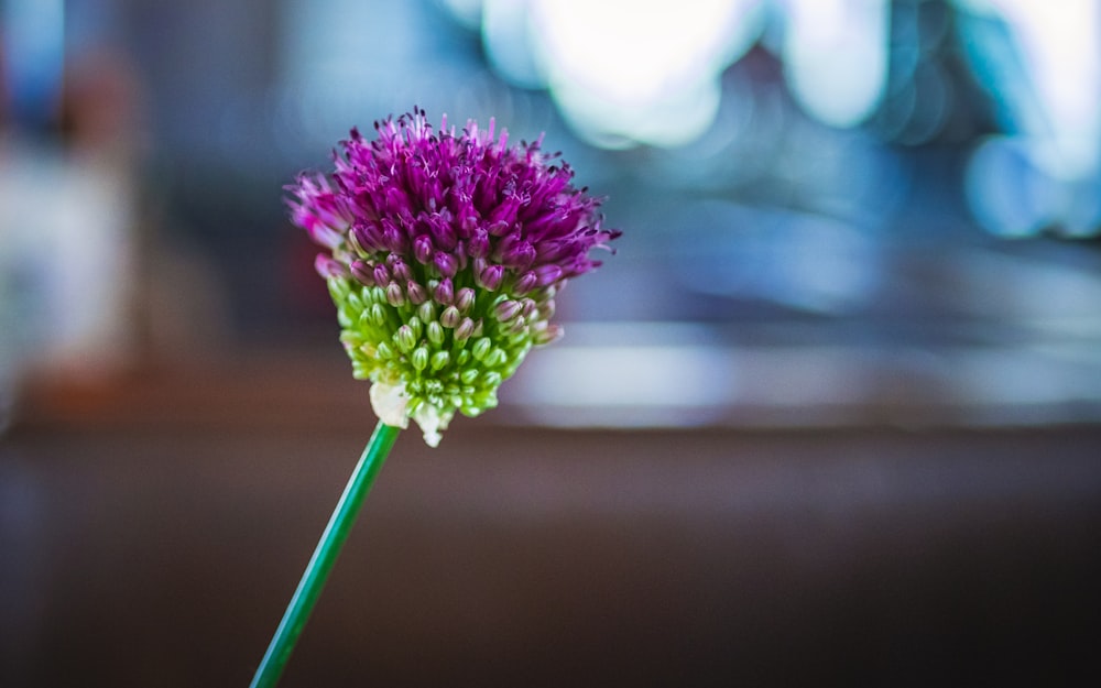 pink and green flower in tilt shift lens