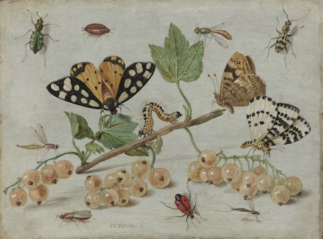 brown and black butterflies on green leaves